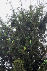 Conures Vertes 2 * 3456 x 5184 * (10.31MB)